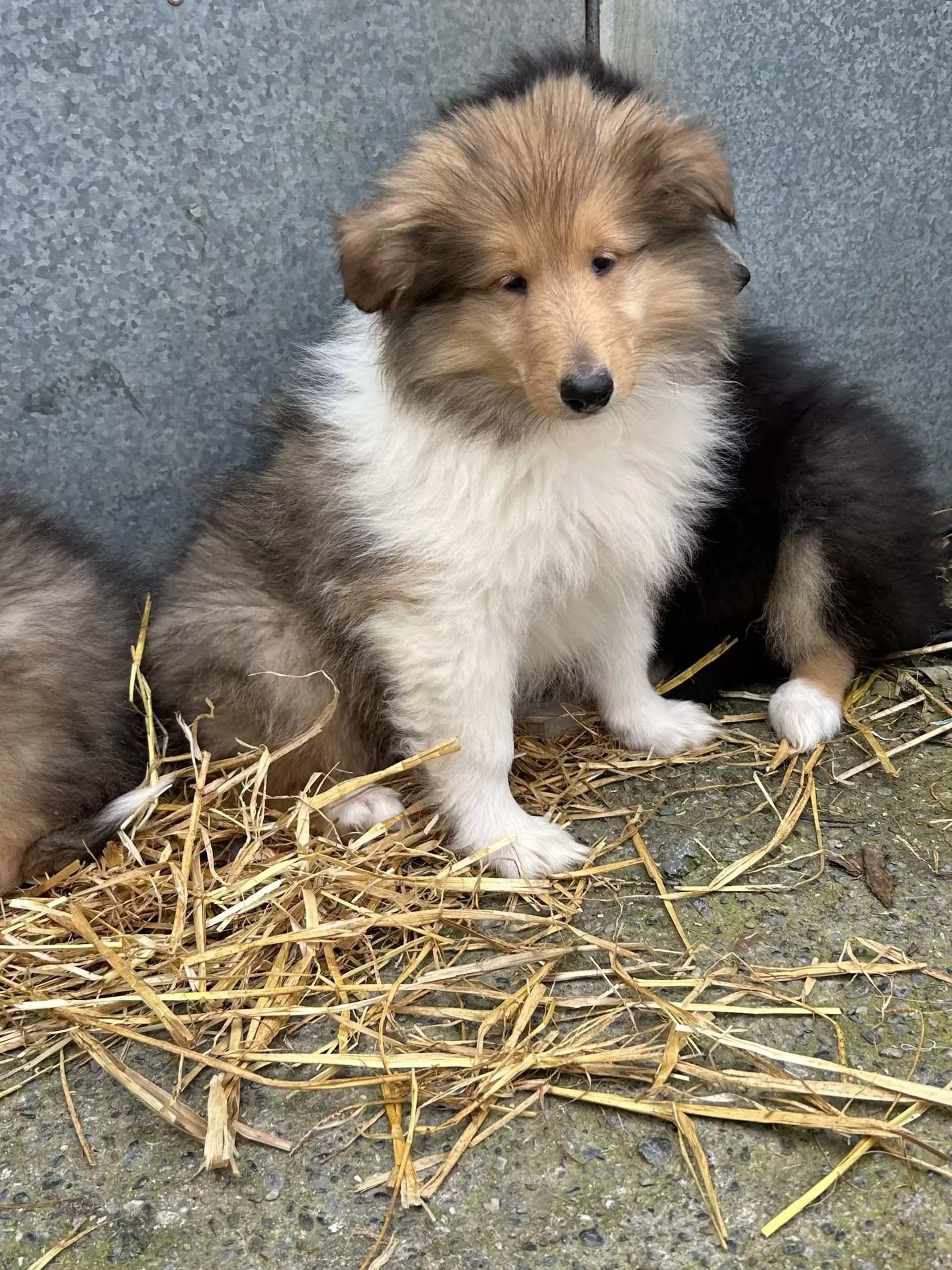 Rough collie pups for sale Dogs For Sale Ireland