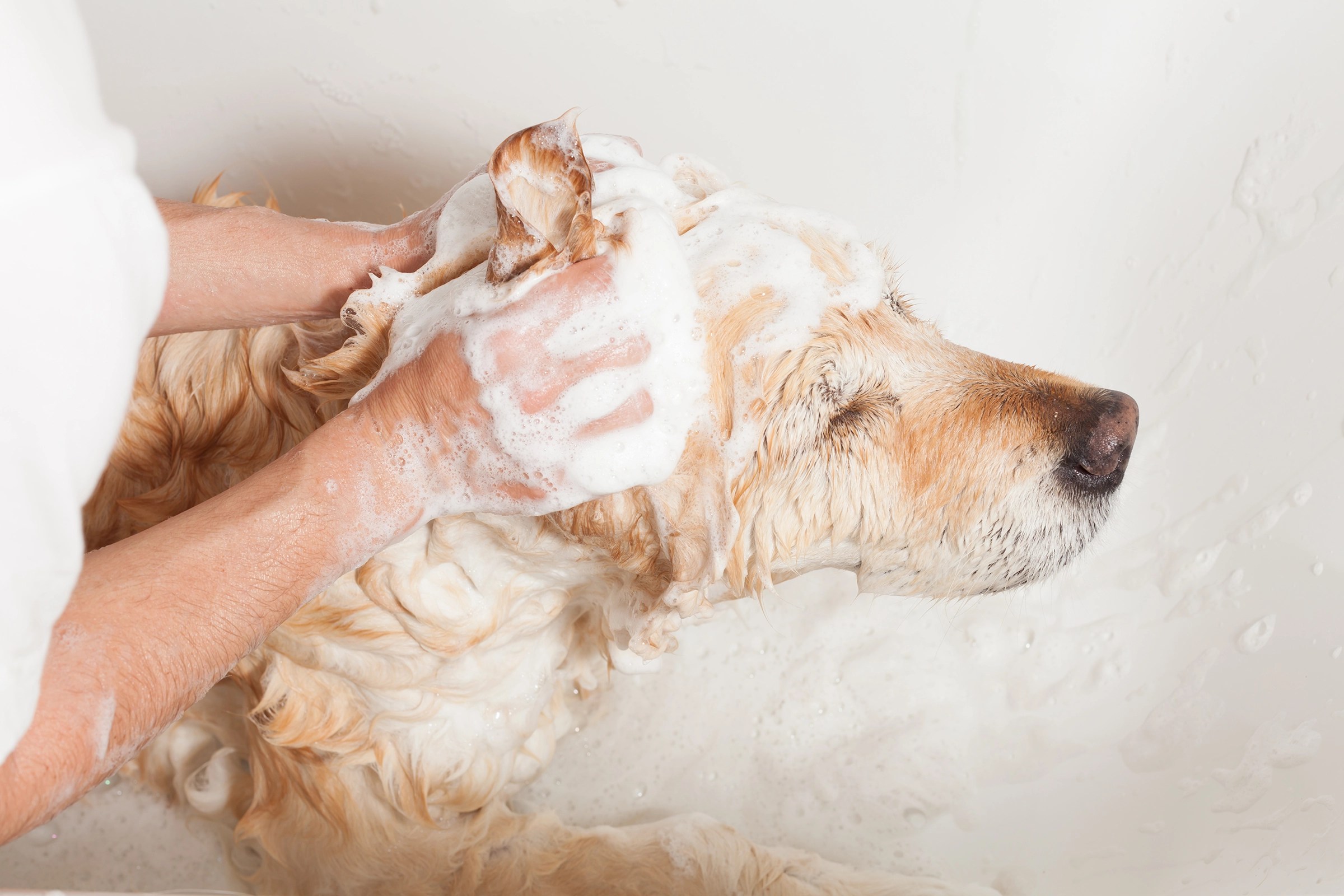 How Often Should I Take My Golden Retriever To The Groomer