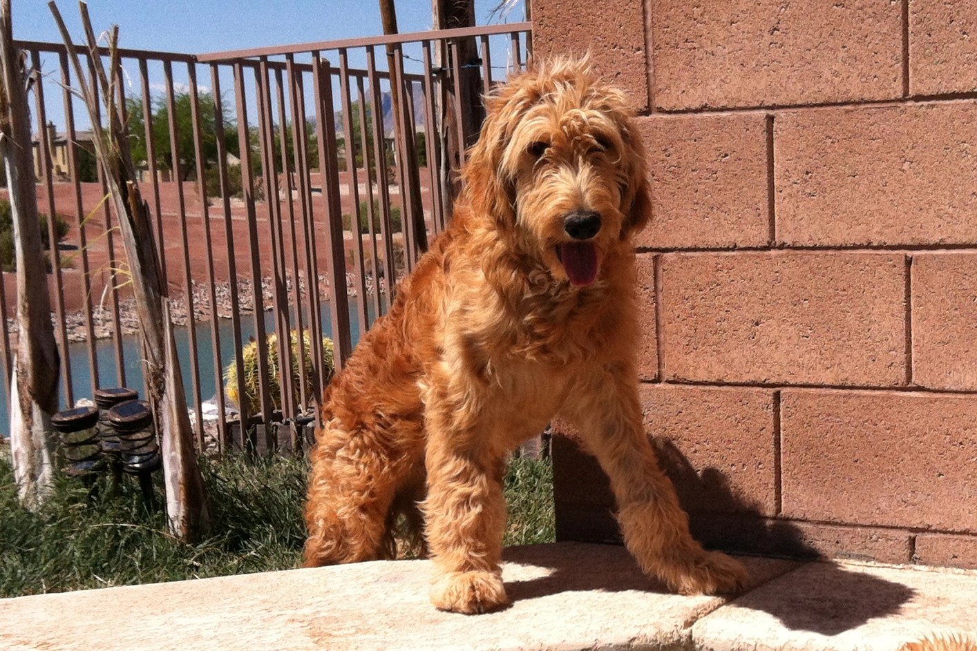 Do Goldendoodles Get Hot Easily? Summer Survival Guide
