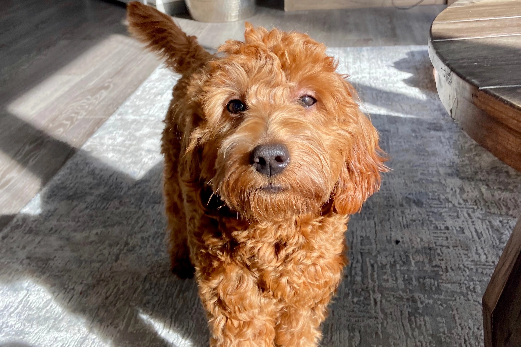 Do Goldendoodles Drool? The Real Truth from a Real Owner