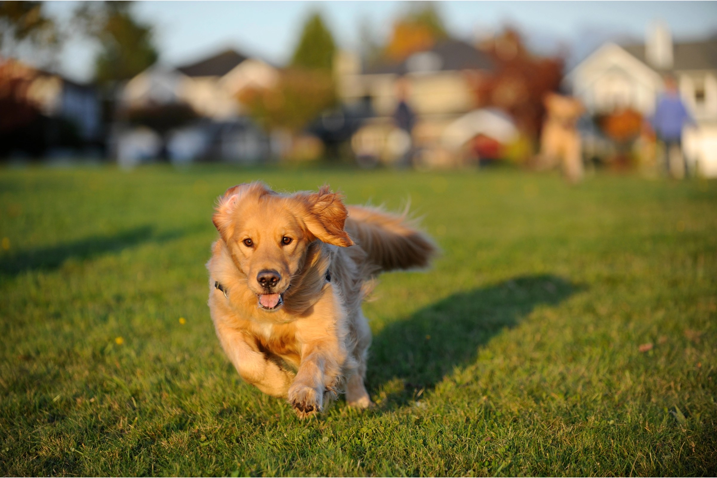 Why Does My Dog Run Into Me Full Speed? Insights and Tips