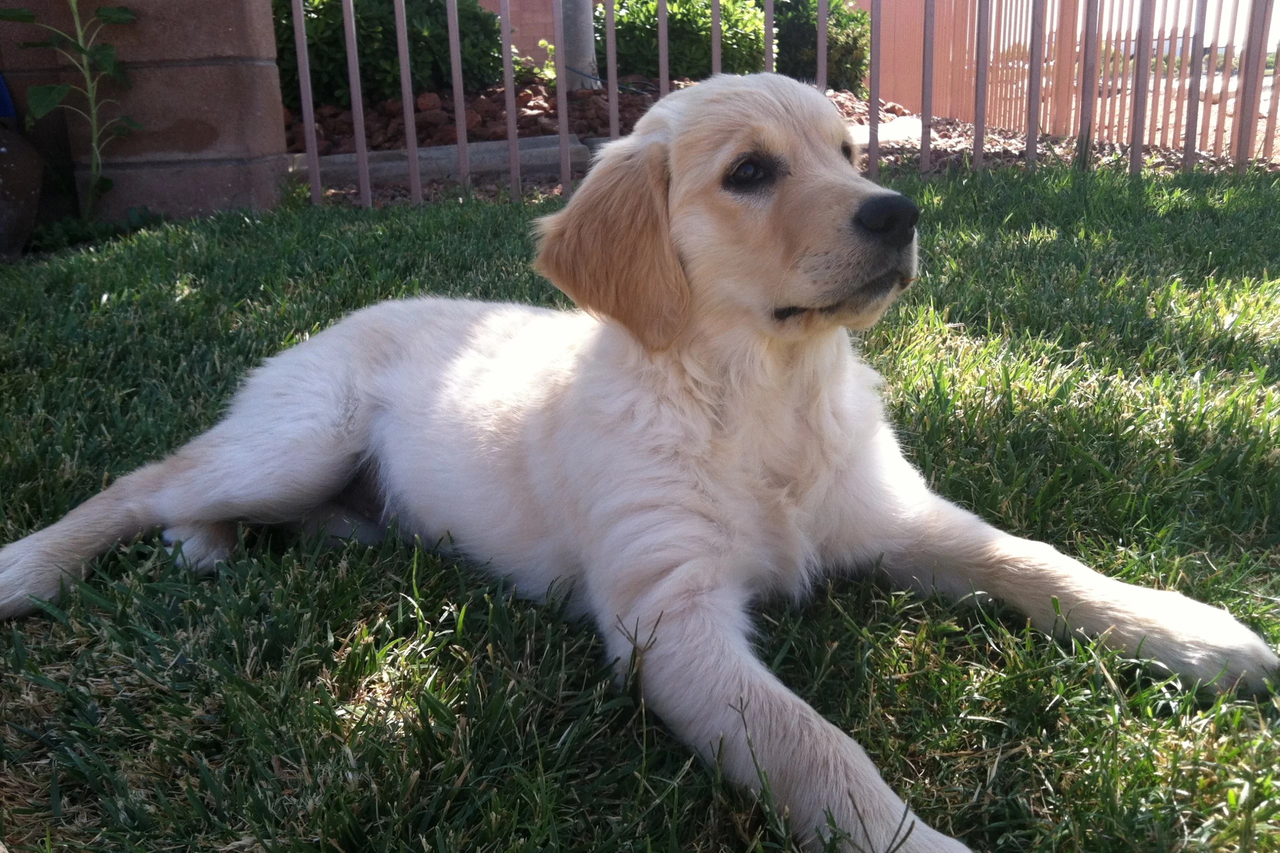 Golden Retriever Puppy Color Change An Unfolding Palette