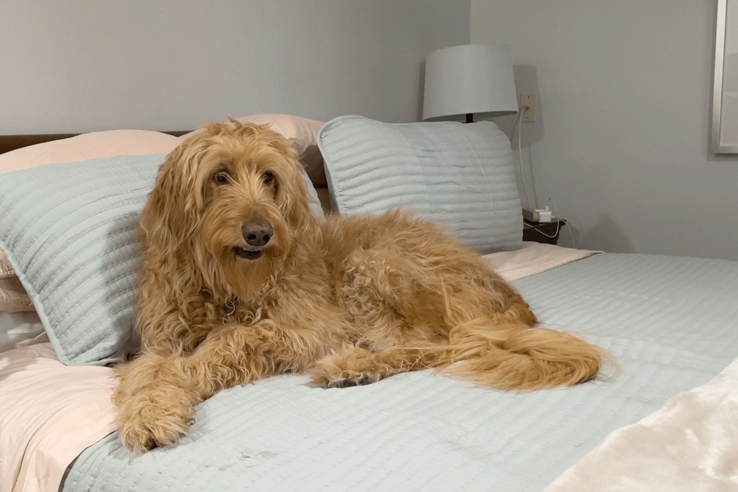 Why Is My Goldendoodle so Clingy? Breed Traits to Training Tips