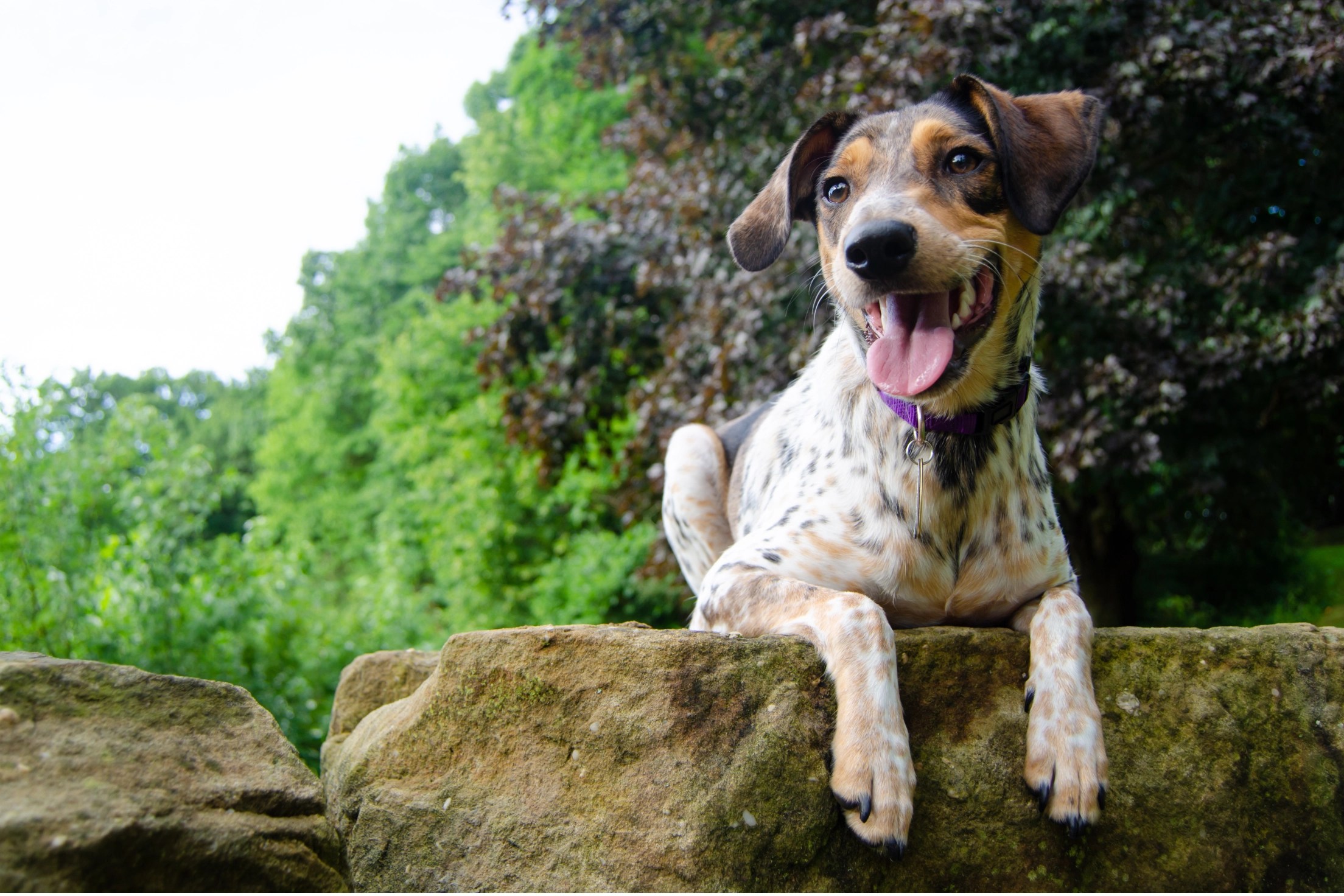 Names for Spotted Dogs Epic List of Over 50 Choices for Your Pup