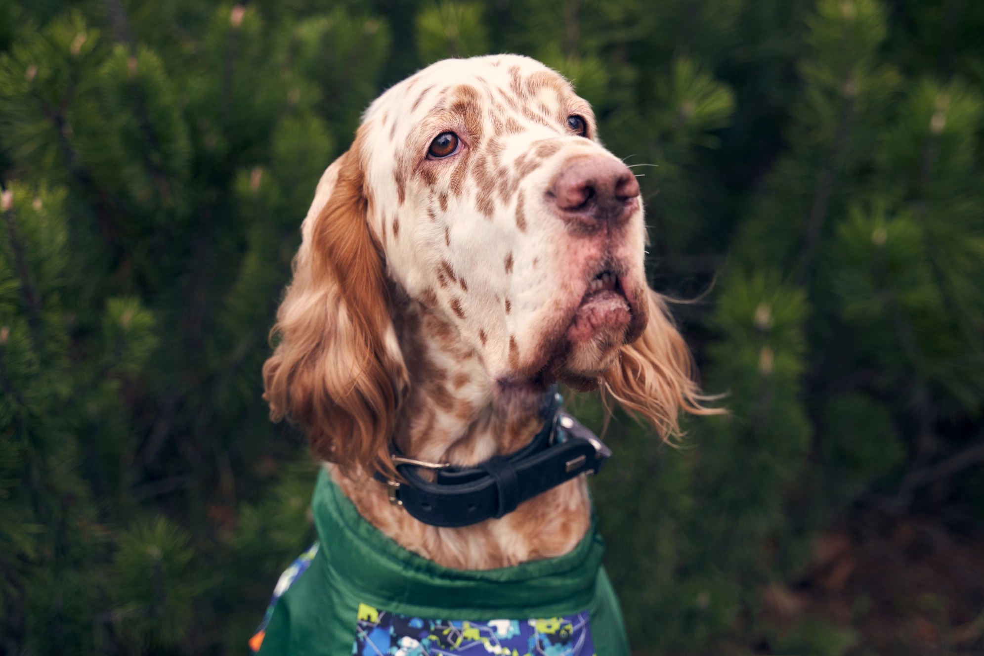 Names for Spotted Dogs Epic List of Over 50 Choices for Your Pup