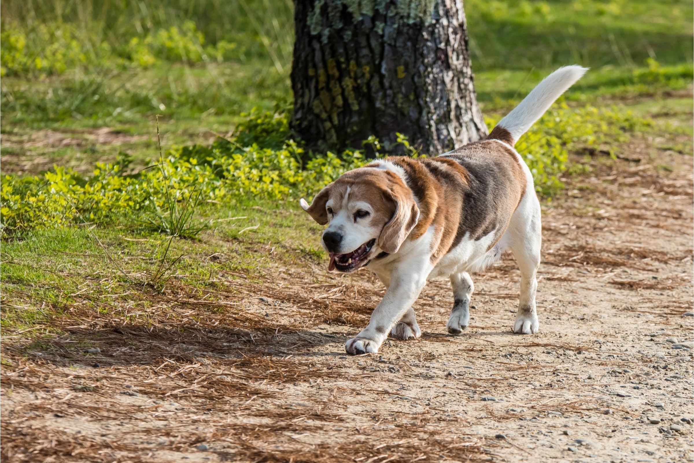 Activities for Senior Dogs How to Enrich Your Aging Dog’s Life