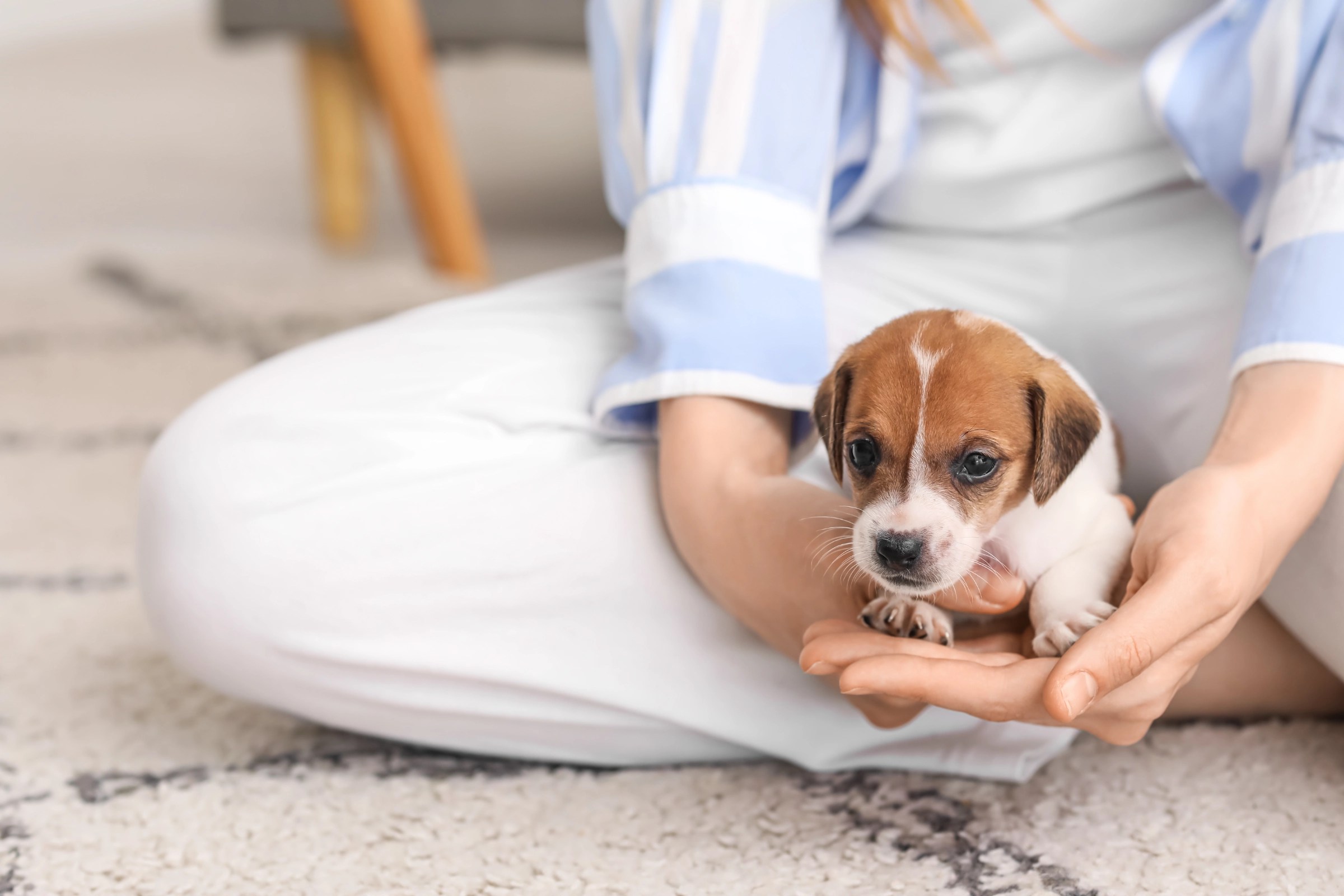 Traveling with a Puppy in a Car Best Tips for a Smooth Journey