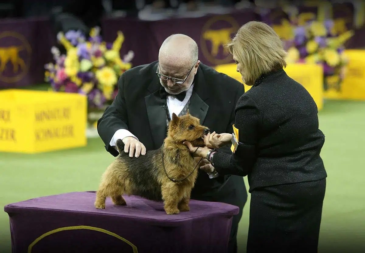 Unveiling the 2025 Westminster Dog Show Winner Top Dog Takes the Crown