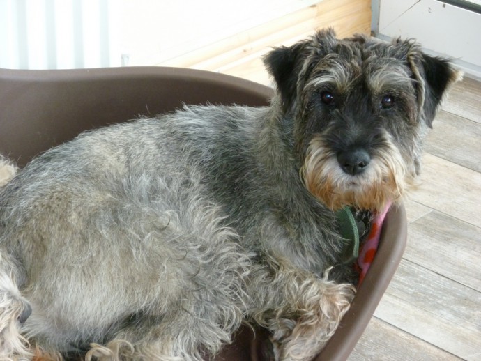 Bauer 1yr old male Standard Schnauzer...HOMED. Rescue Dogs for