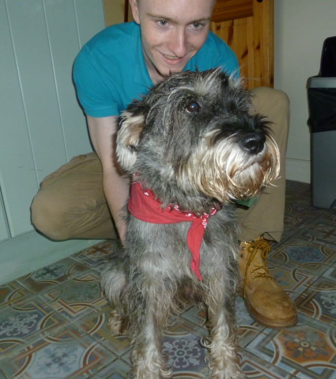 Bauer 1yr old male Standard Schnauzer...HOMED. Rescue Dogs for