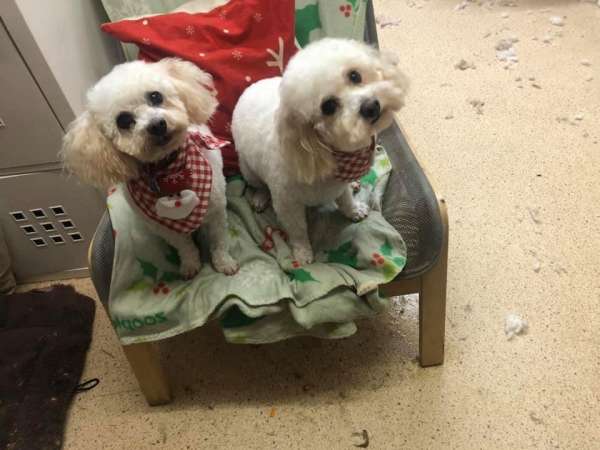 Ziggy..10mt old Bichon x Maltese..ref. 484 Rescue Dogs for Adoption