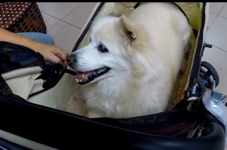 How to Comfort a Dog With Pancreatitis10 Powerful Tips