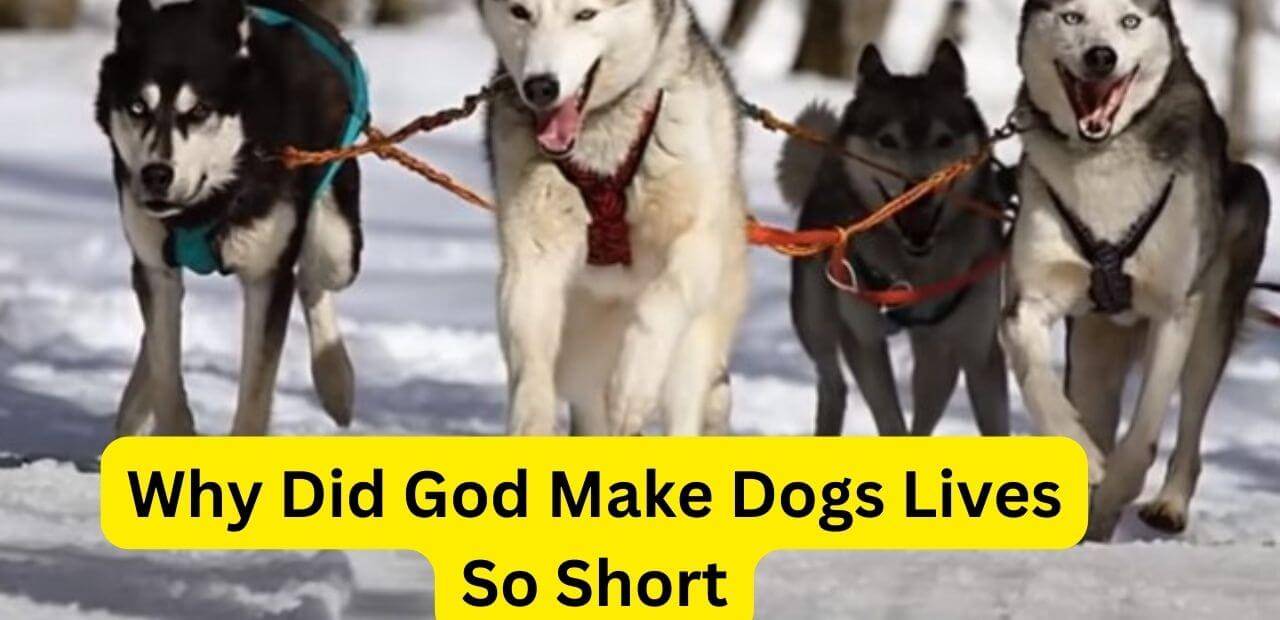 Why Did God Make Dogs Lives So Short! (10 Reason)