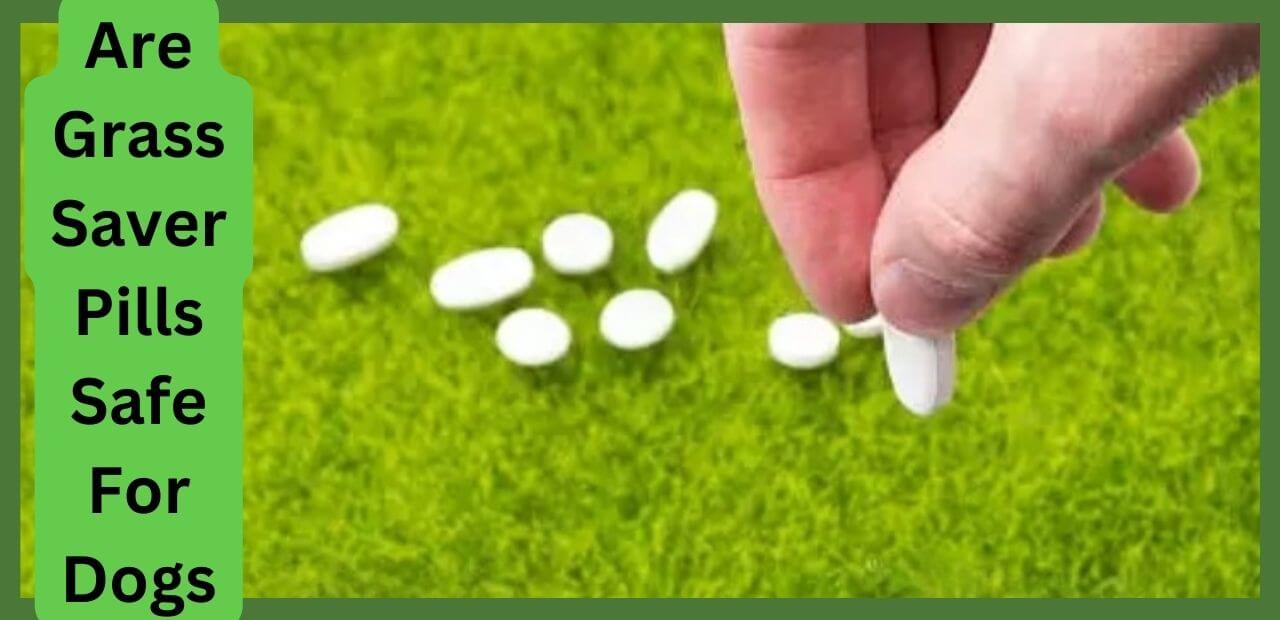 Unveiling the Truth Are Grass Saver Pills Safe for Dogs?