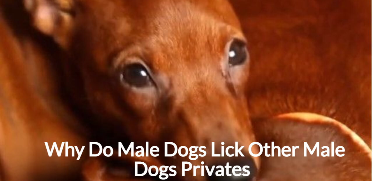 Why Do Male Dogs Lick Other Male Dogs Privates.