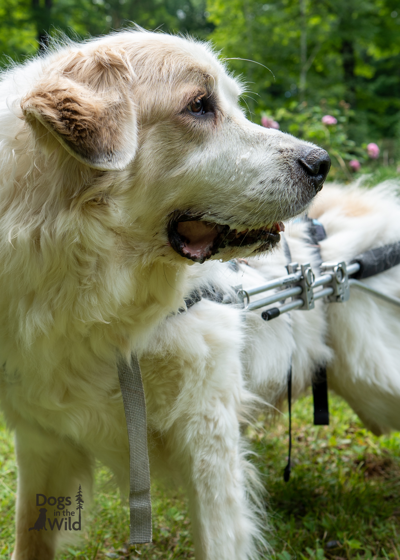 Flynn Dog Photography in Porter Corners, NY