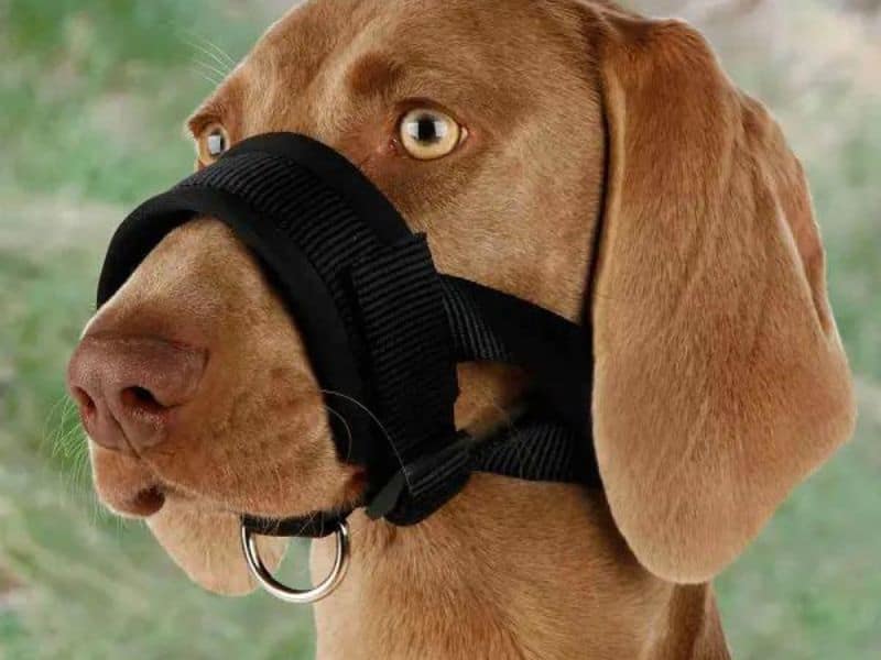 Muzzle Safety: How to Find the Right Dog Muzzle Size Chart