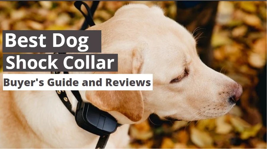 Top 6 Best Dog Shock Collar Reviews in 2023 Buying Guide