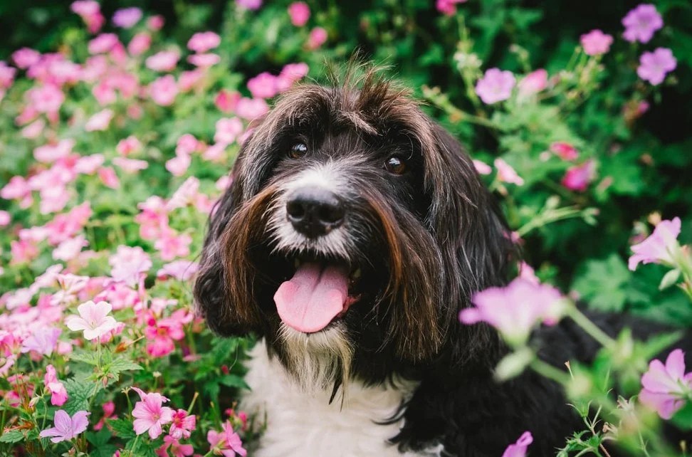 The Cutest Flower Names For Dogs in 2023