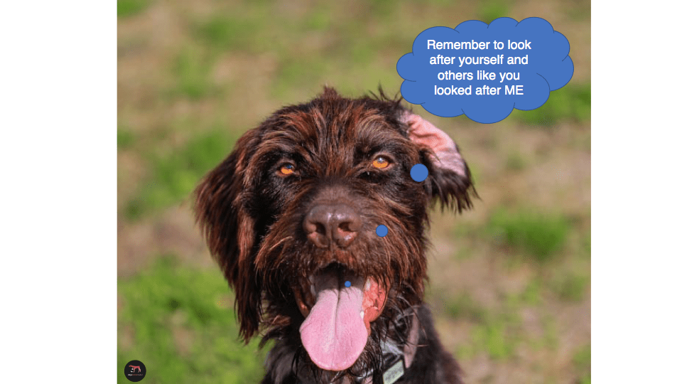 Pudelpointer Puppies For Sale 2021 Uk 45 Top Photos