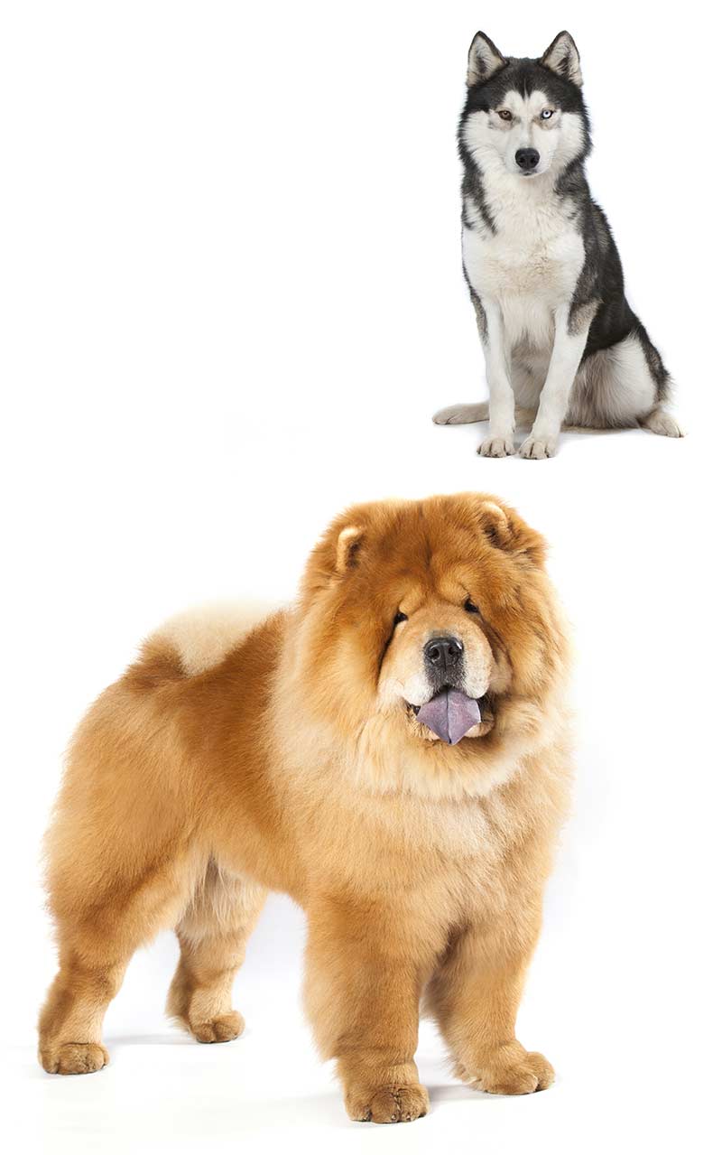 Chow Chow Husky Mix petfinder