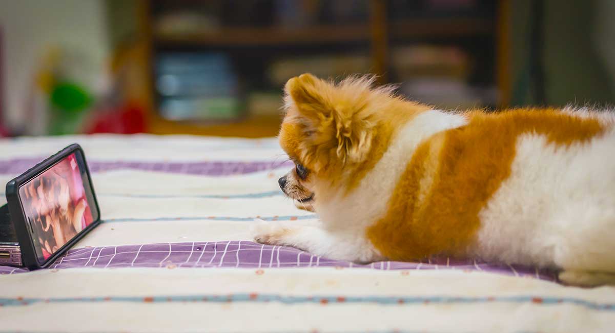 How Do Dogs See Color On TV? New Study Looks at Canine Cognition