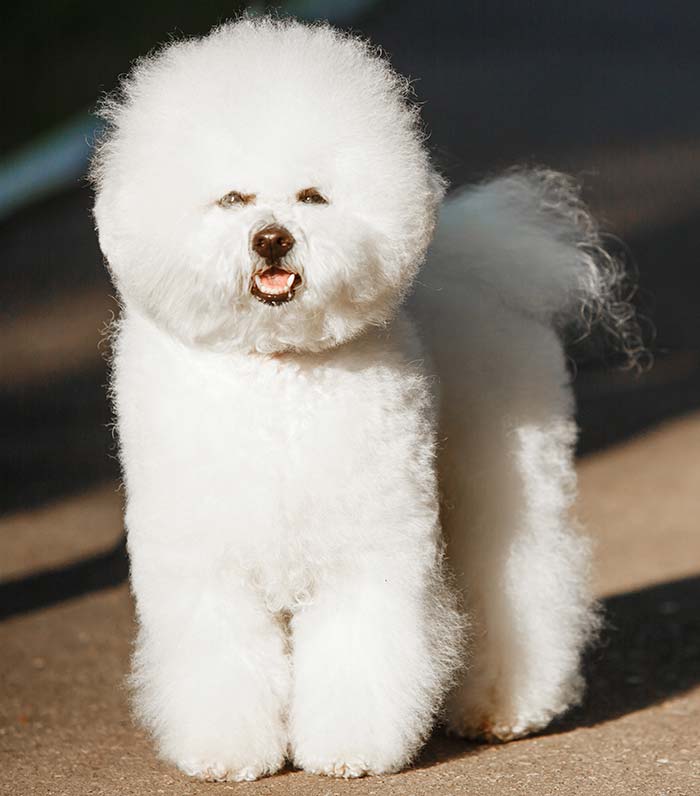 Bichon Frise Price How Much Does This Teddy Bear Dog Cost