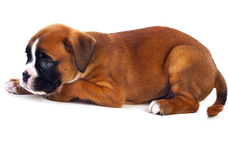 Best Dog Food For Boxers With Sensitive Stomachs