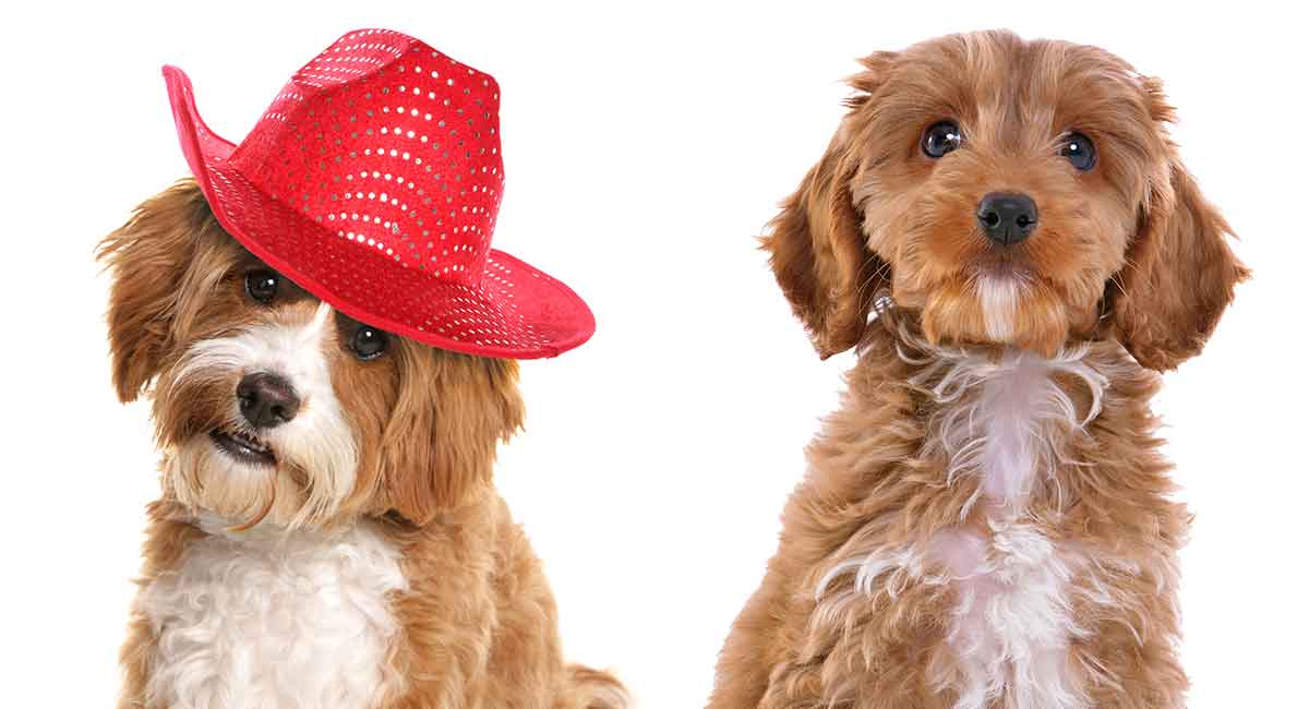 Cavapoo vs Cockapoo Which Poodle Mix is Right for You?