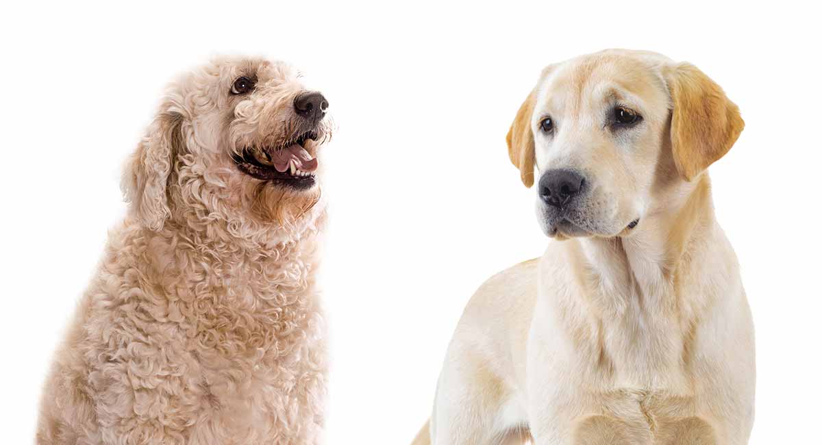 Labrador vs Labradoodle Which Dog Makes The Best Pet?