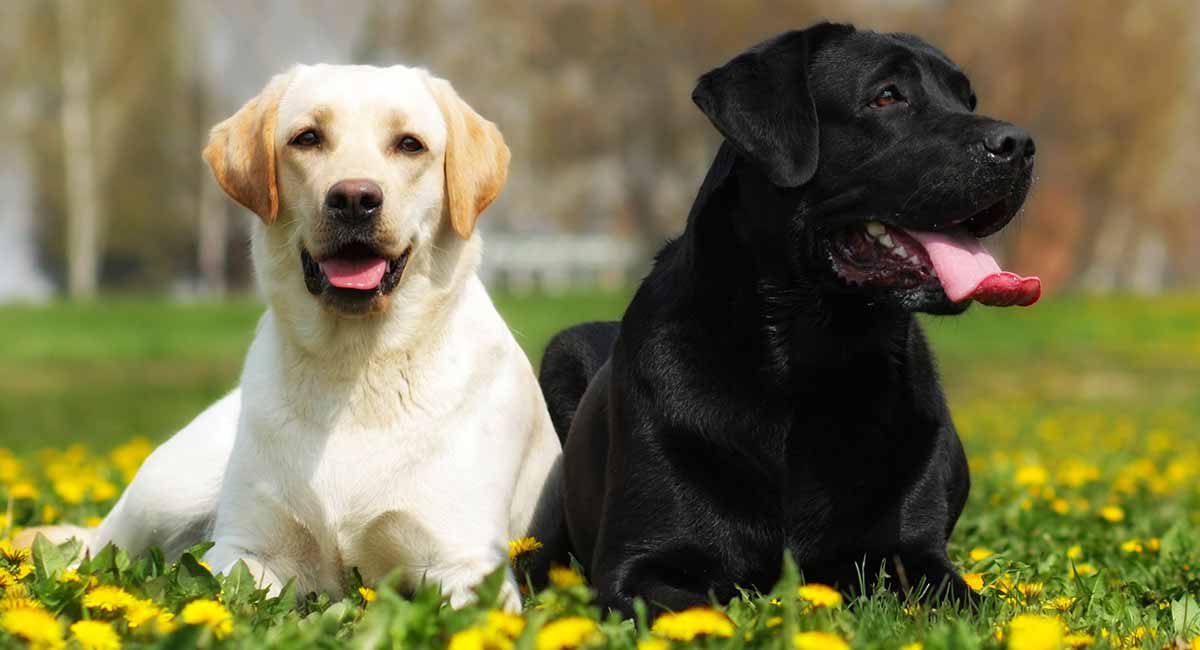 Introducing A Second Dog Slow And Steady Steps To Success!