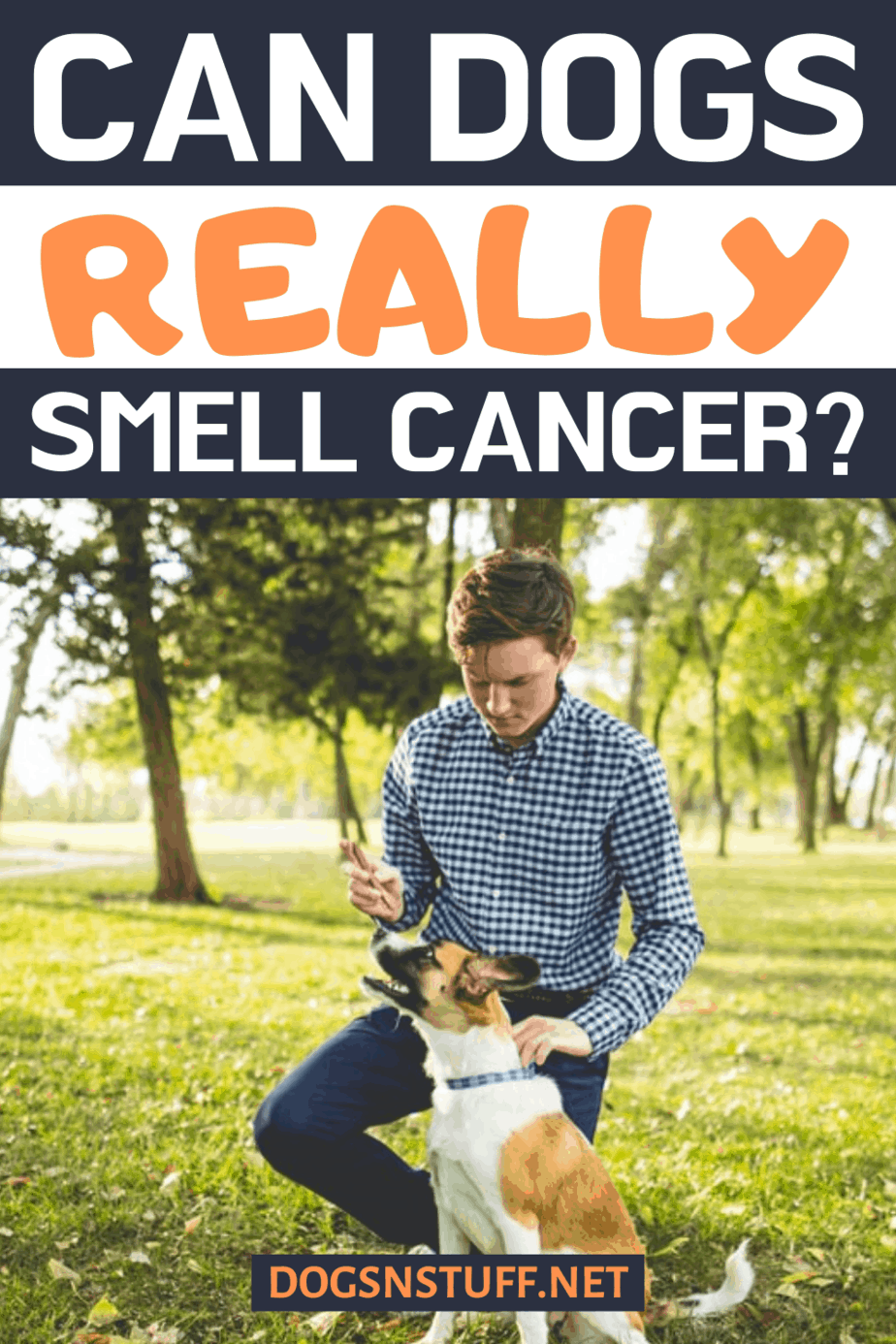Can Dogs Smell Cancer? Dogs 'N Stuff