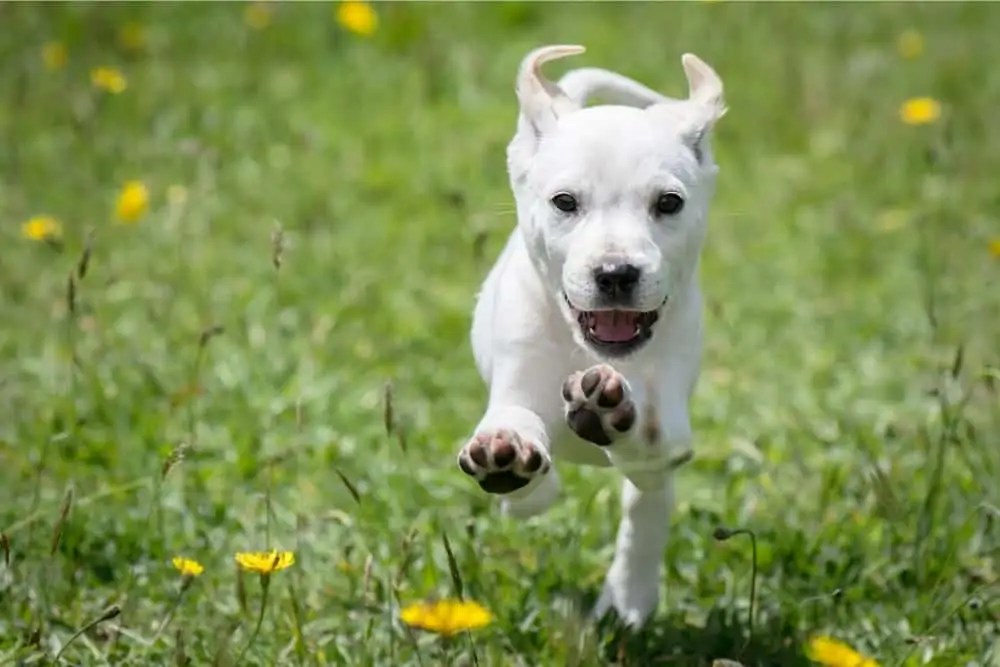 How Fast Can Dogs Run? Dogs 'N Stuff