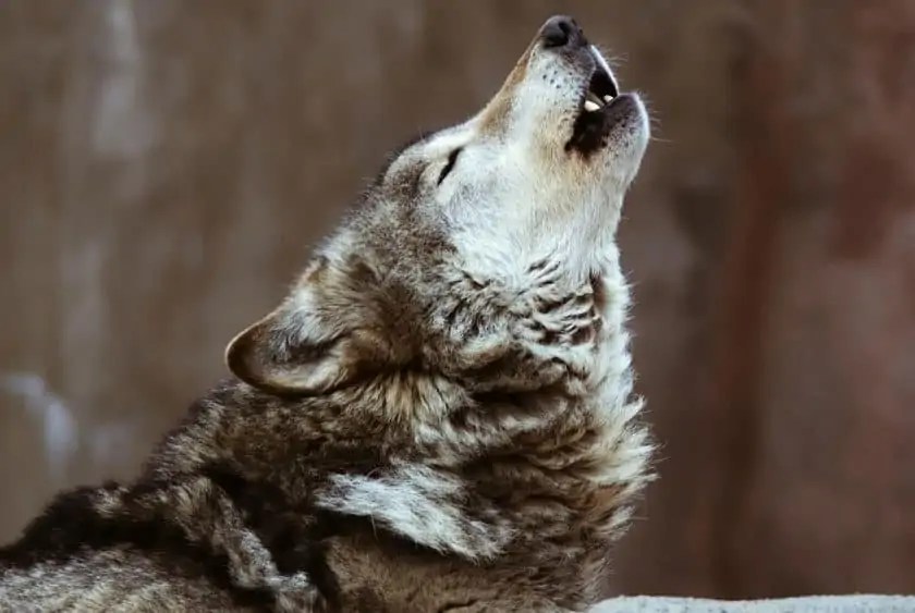 Why Do Dogs Howl To Music? Dogs 'N Stuff