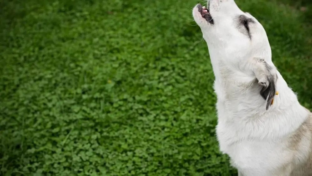 Why Do Dogs Howl When They Hear Sirens? Dogs 'N Stuff