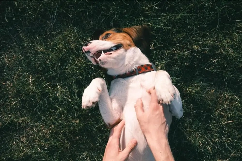 Why Do Dogs Like Belly Rubs? Dogs 'N Stuff