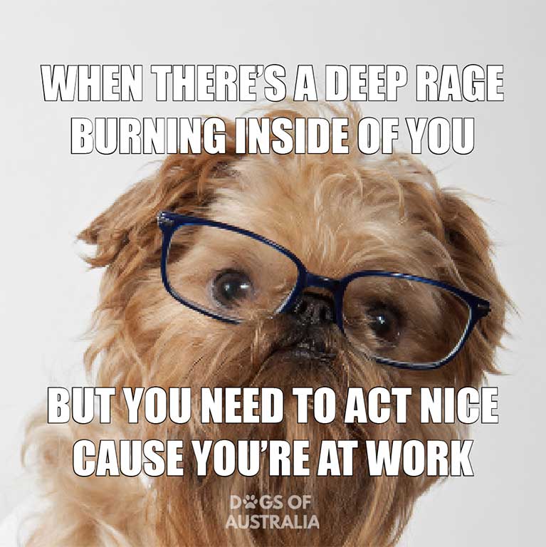 25+ Hilarious Dog Memes You Need To See