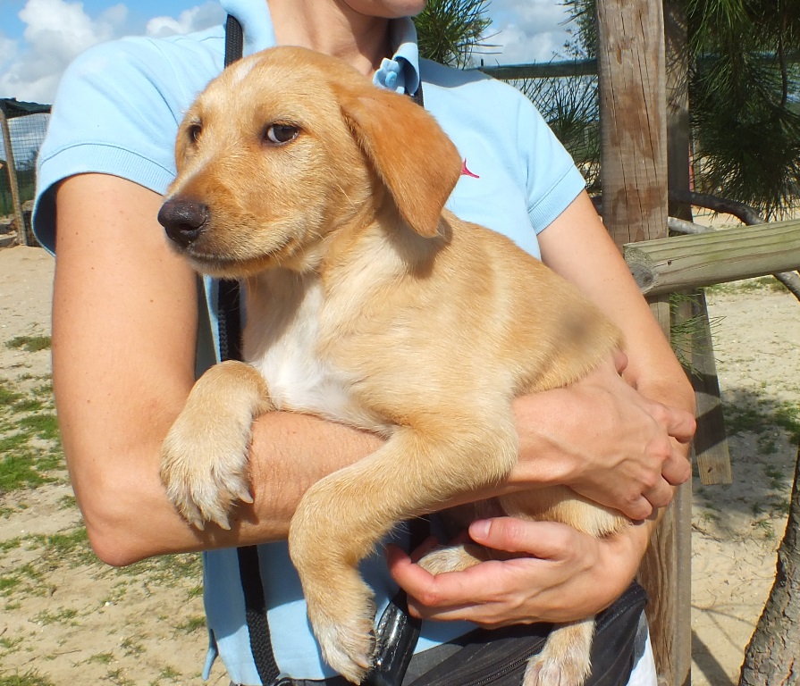 Gorky (1) Dogs of Portugal