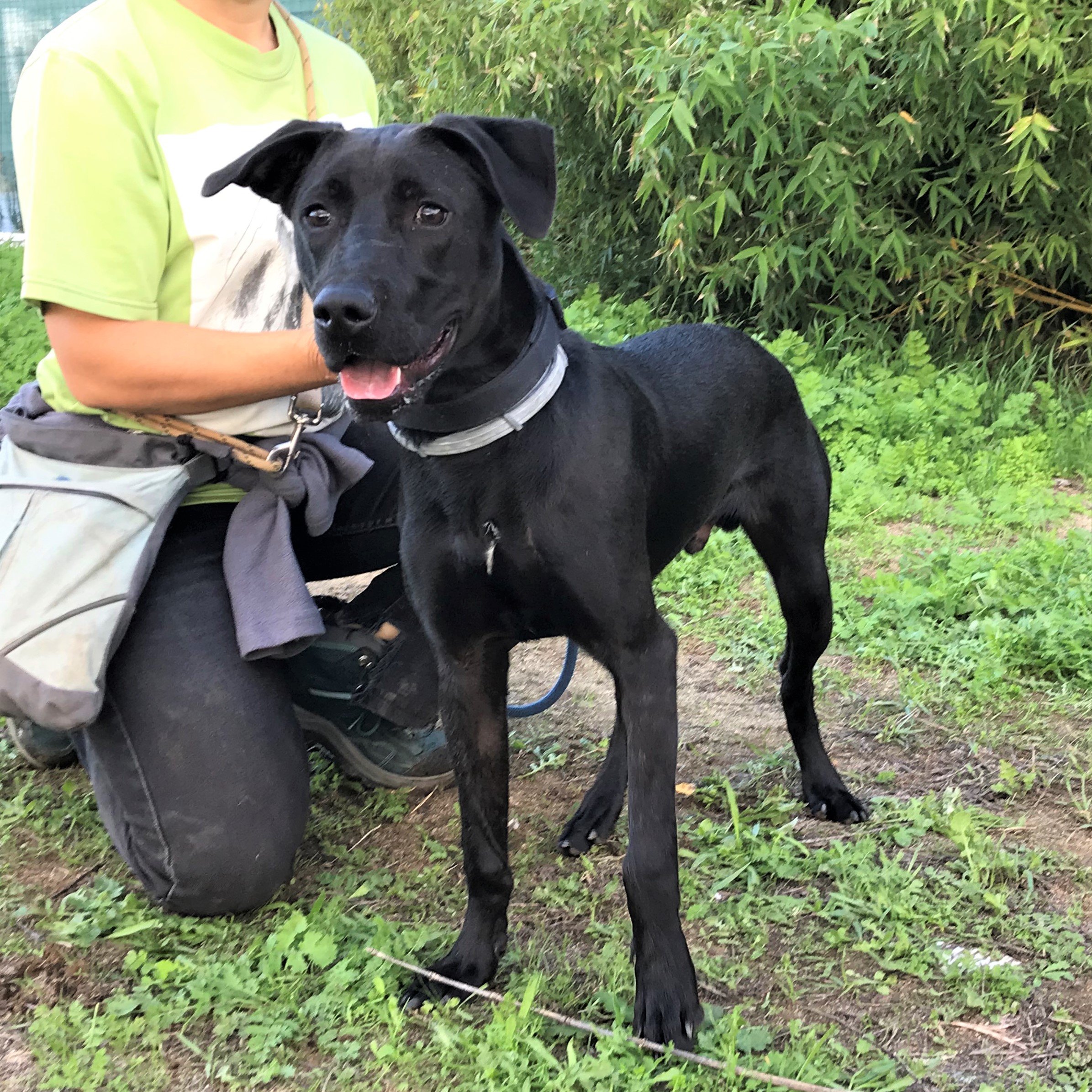 Blackjack Dogs of Portugal