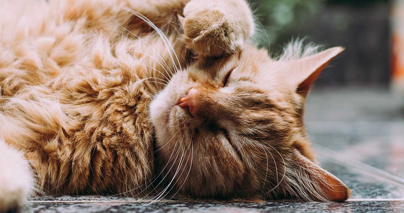 Cats Dogs of Portugal