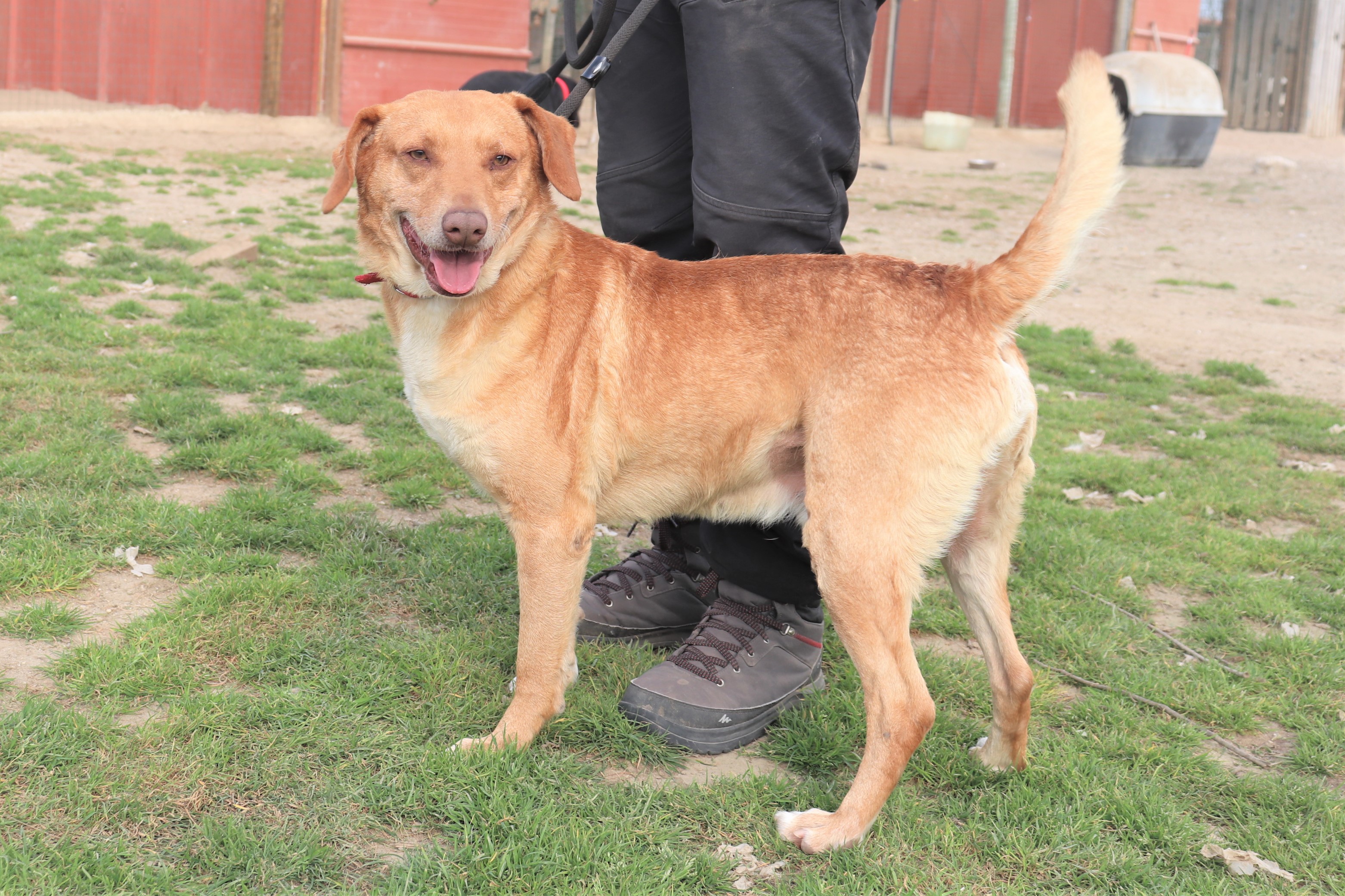 Rocco Dogs of Portugal