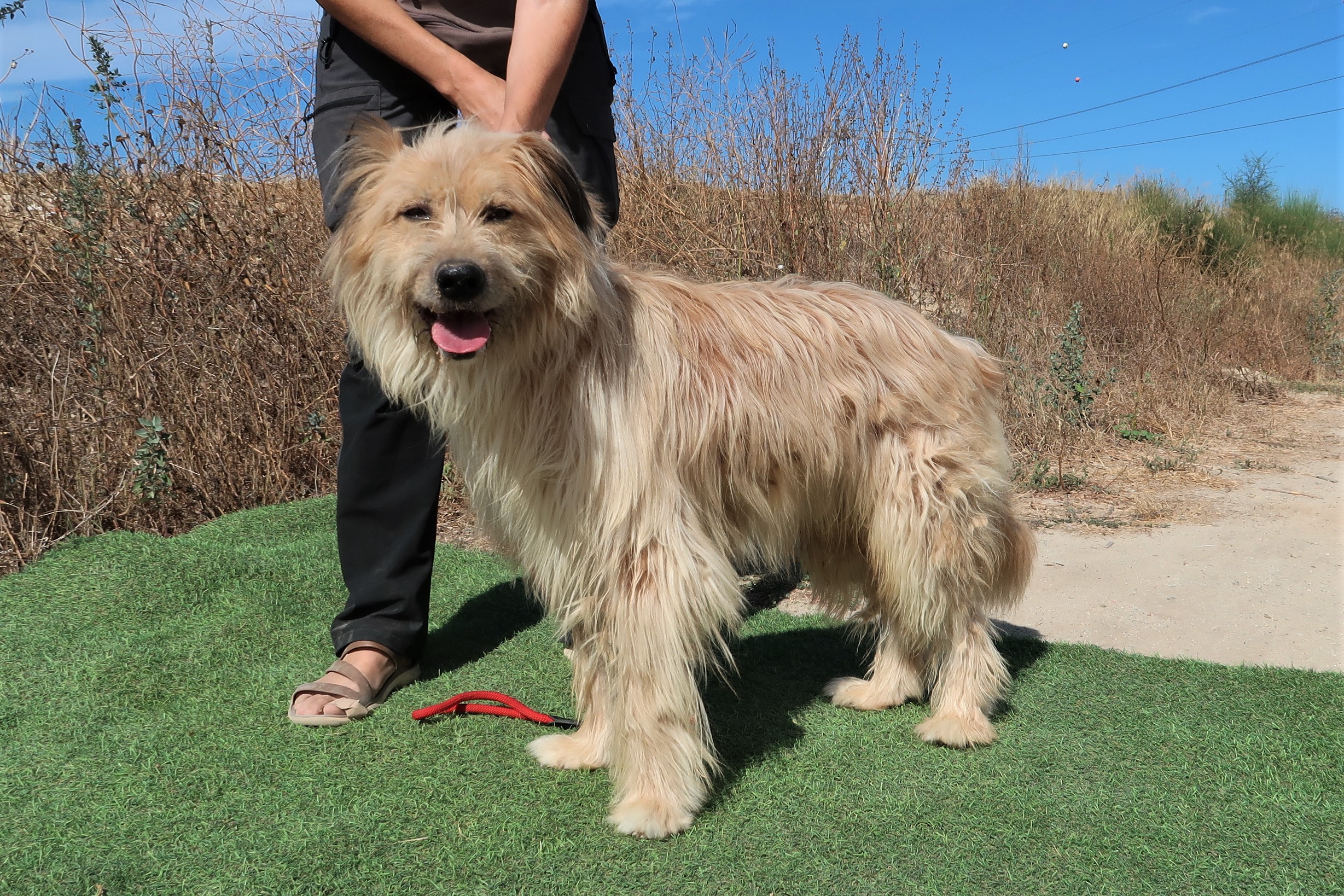 Is Benji The Dog A Boy Or Girl