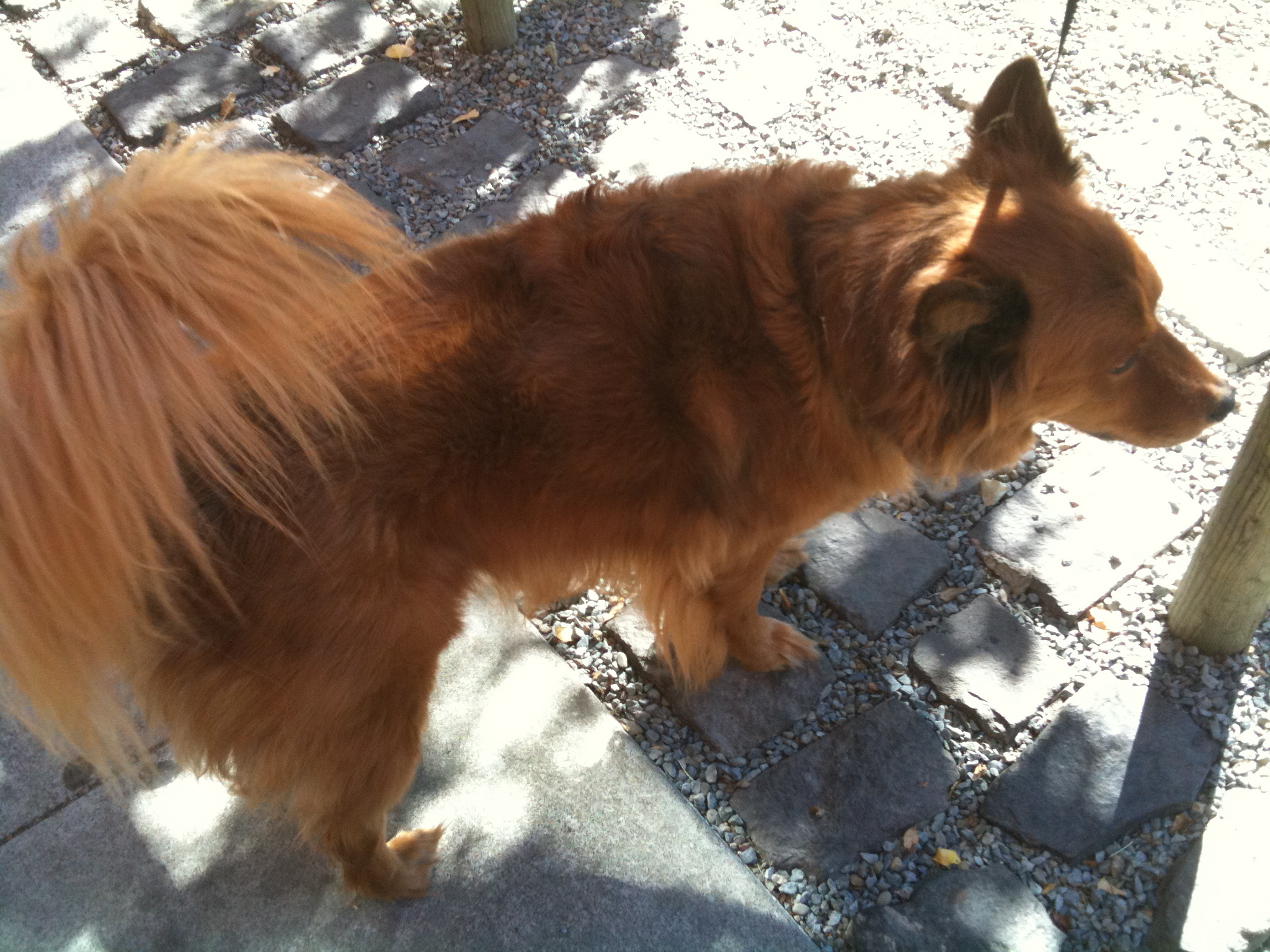 Featured Dog Finnish Spitz The Dogs of San FranciscoThe