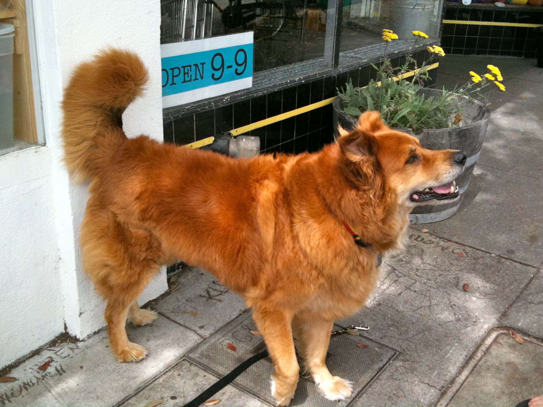 Dog of the Day Nesta, the Chow/Golden/German Shepherd