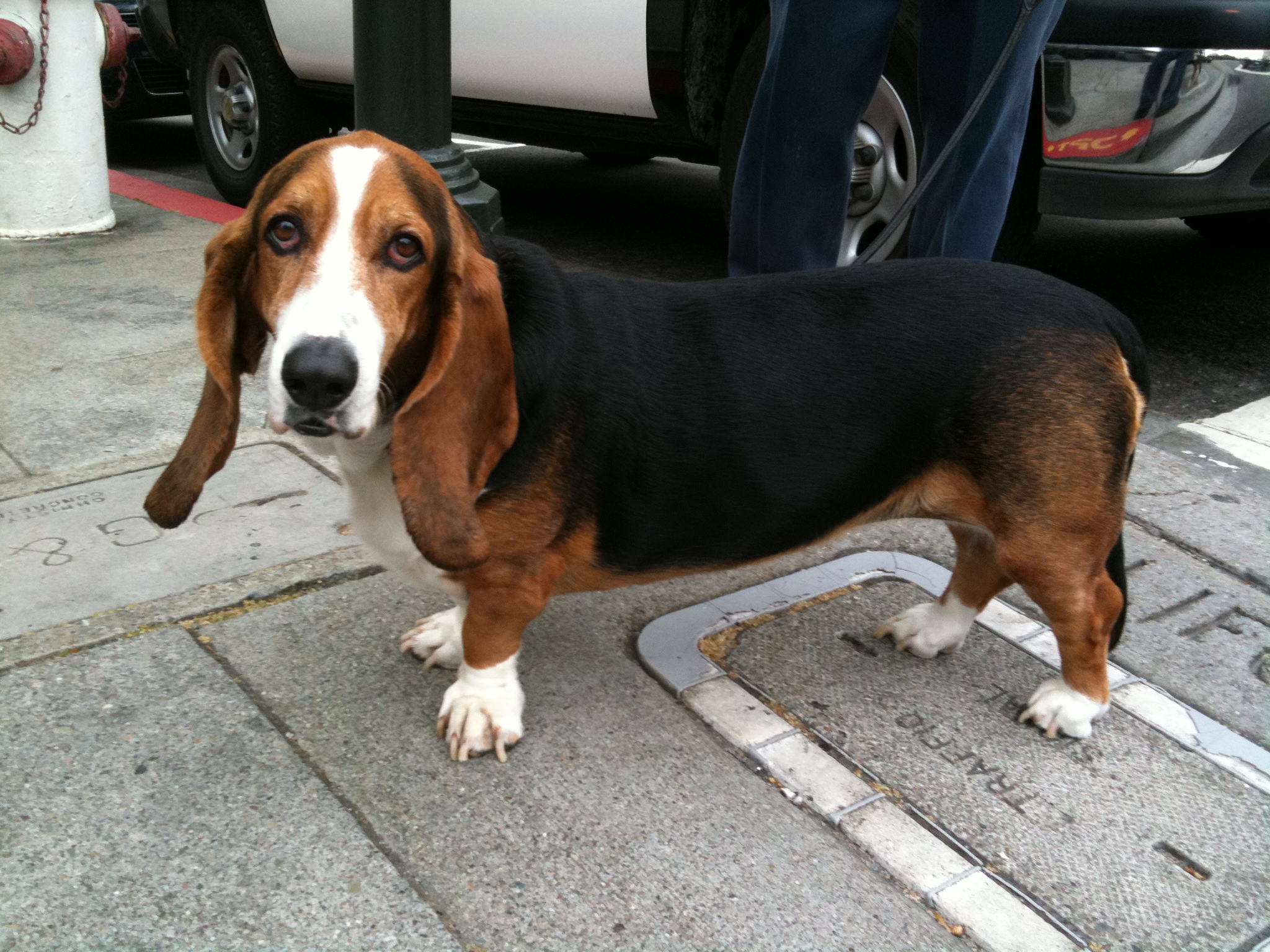 Dog of the Day Basset Hound The Dogs of San FranciscoThe Dogs of San