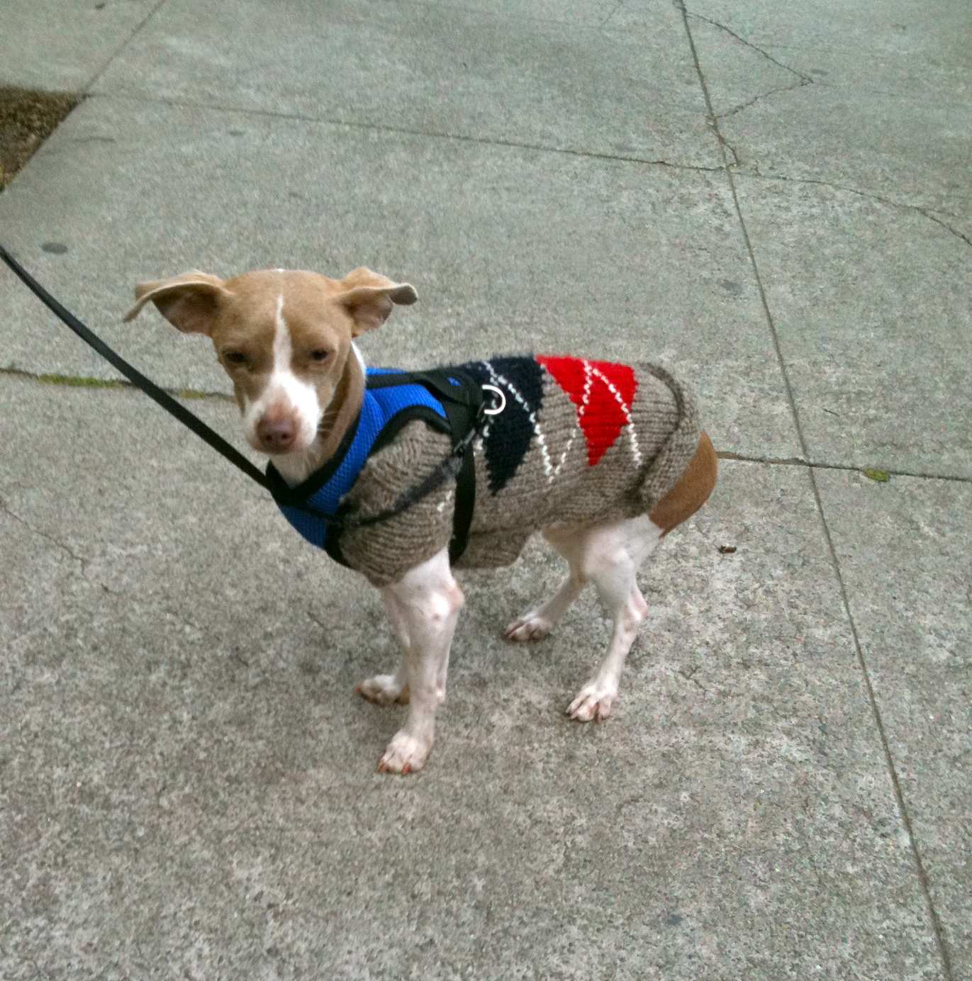 Dog of the Day Sparticus the Chihuahua/Italian Greyhound