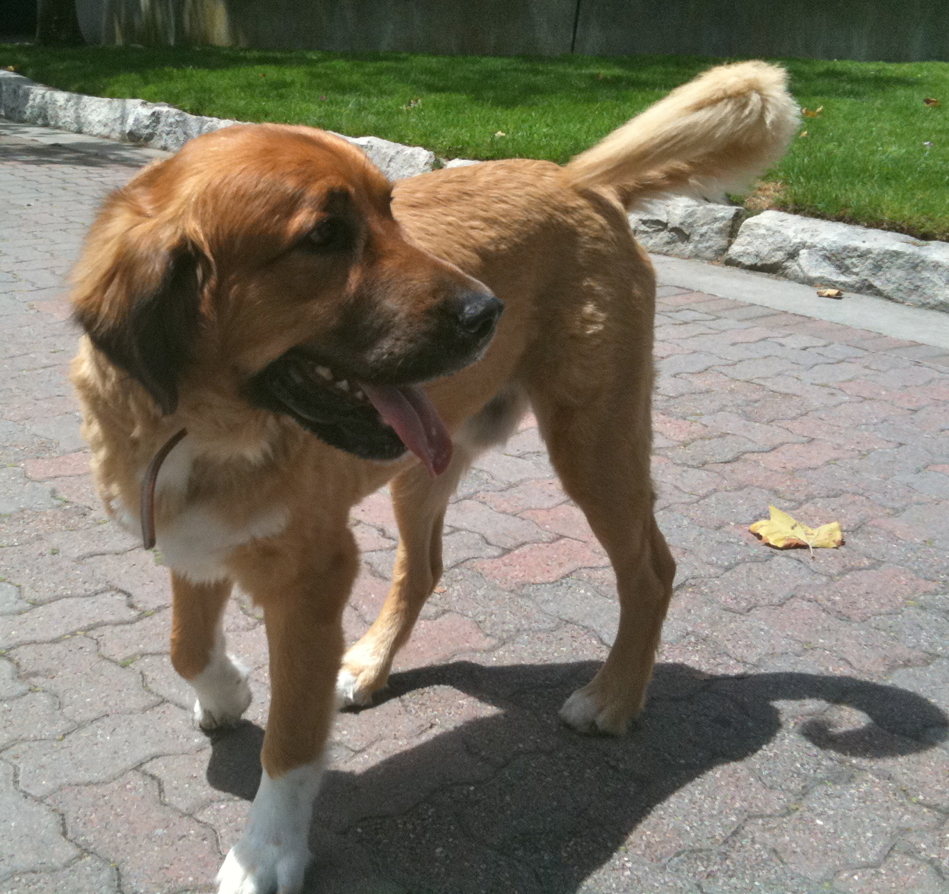 Dog of the Day Jake the St. Bernard/Golden Retriever Mix The Dogs of San Francisco
