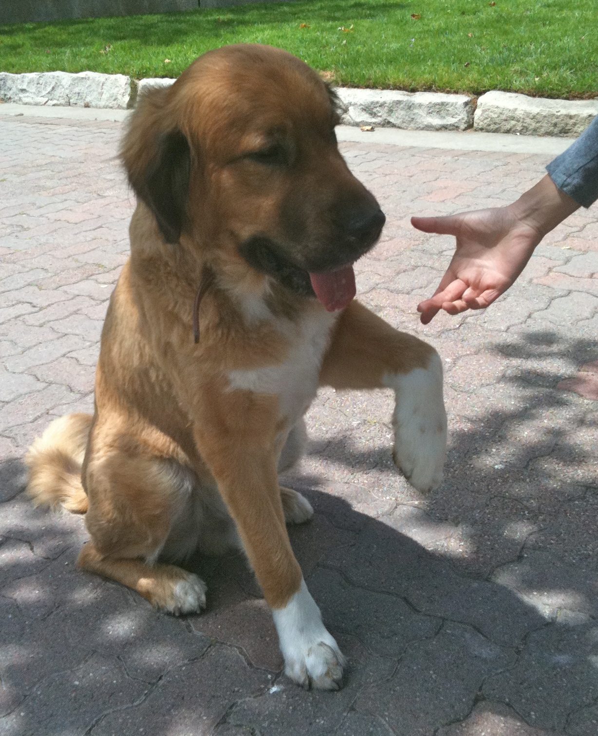 Dog of the Day Jake the St. Bernard/Golden Retriever Mix