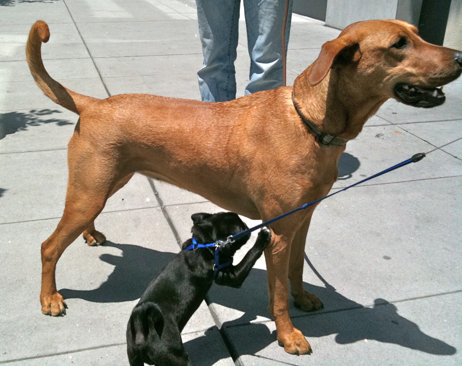 Double Dog Day Lab Mix with Bonus Pug Puppy The Dogs of
