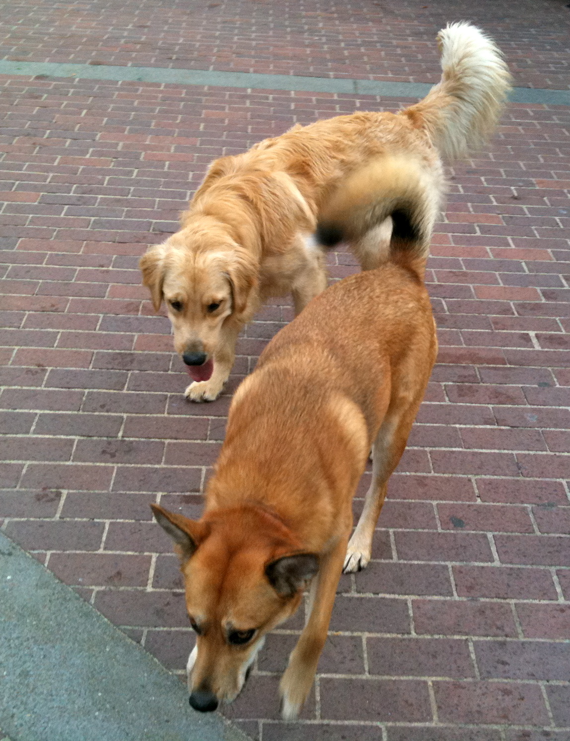 Double Dog Day Foxy the German Shepherd/Shiba Inu